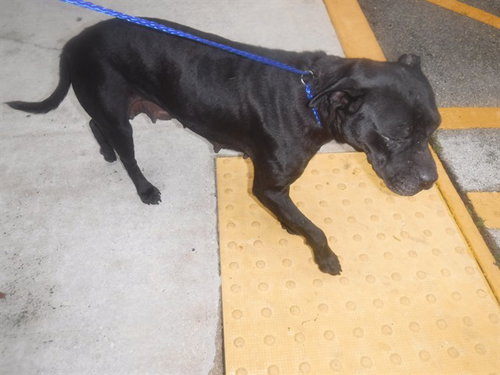 KYLA, a dog for adoption from Miami Dade Animal Services