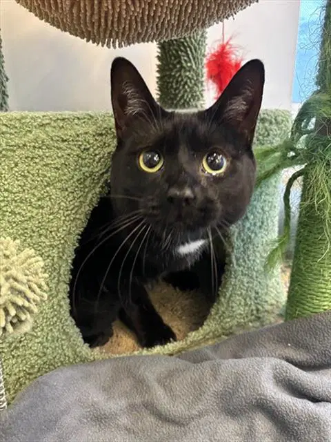 Minnie - Domestic Short Hair
