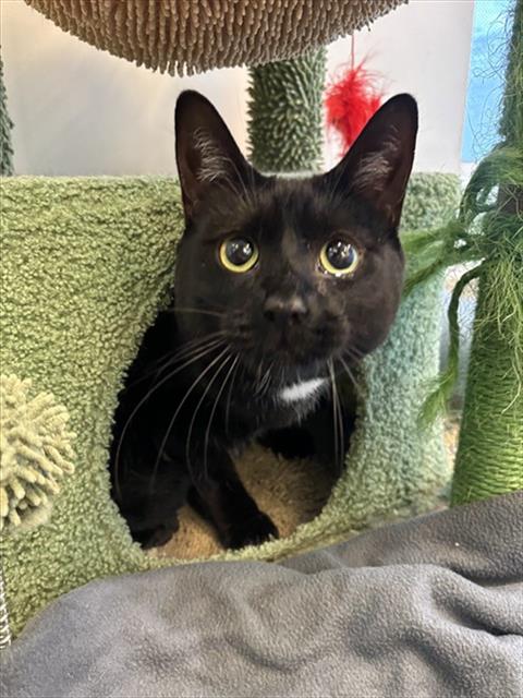 Minnie, Domestic Short Hair (medium coat)