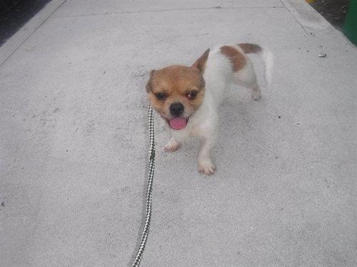 JOE, a dog for adoption from Miami Dade Animal Services