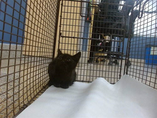 HARRY, a cat for adoption from Miami Dade Animal Services