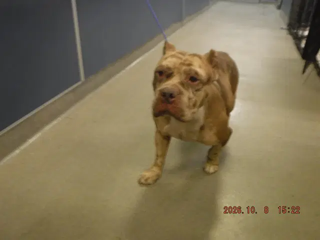Maple - American Bulldog