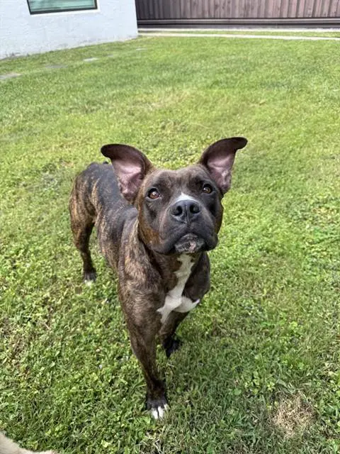Cherry - Bulldog