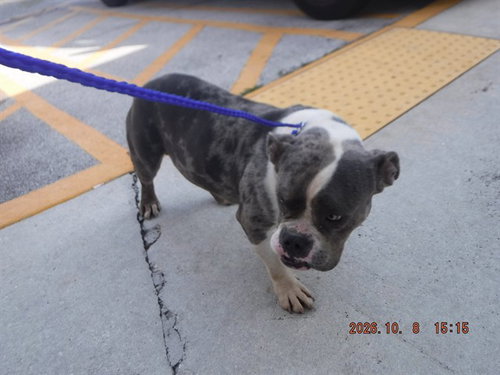GIBLET, a dog for adoption from Miami Dade Animal Services