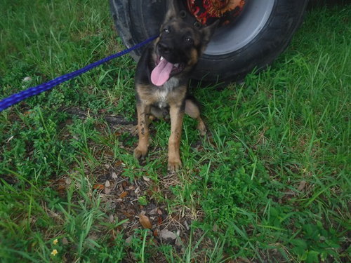 Nicko, German Shepherd Dog / Mixed (medium coat)