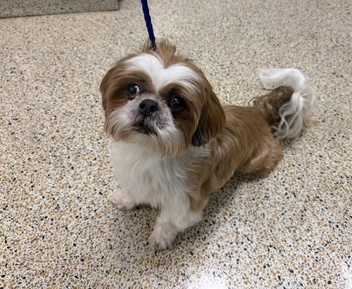 Lucky, Shih Tzu (medium coat)