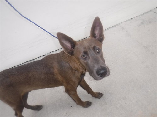 Dex, German Shepherd Dog / Mixed (medium coat)