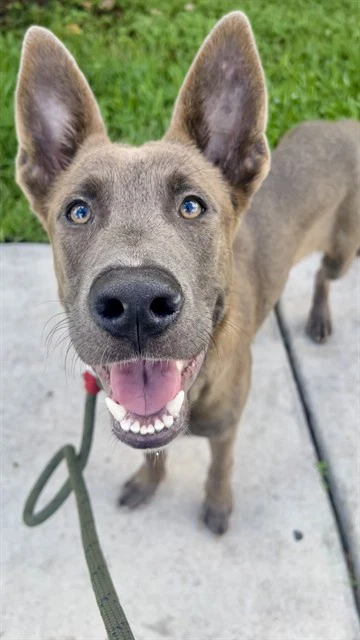 Dex