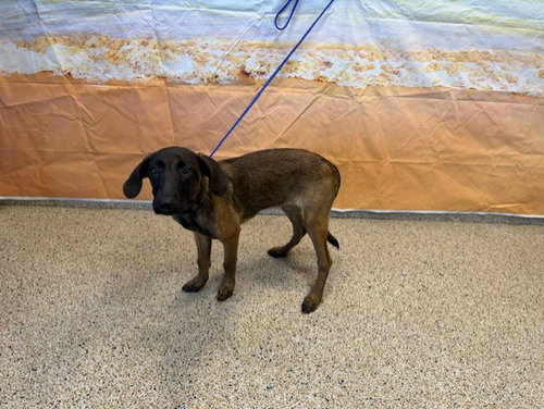 Suki, German Shepherd Dog / Mixed (medium coat)