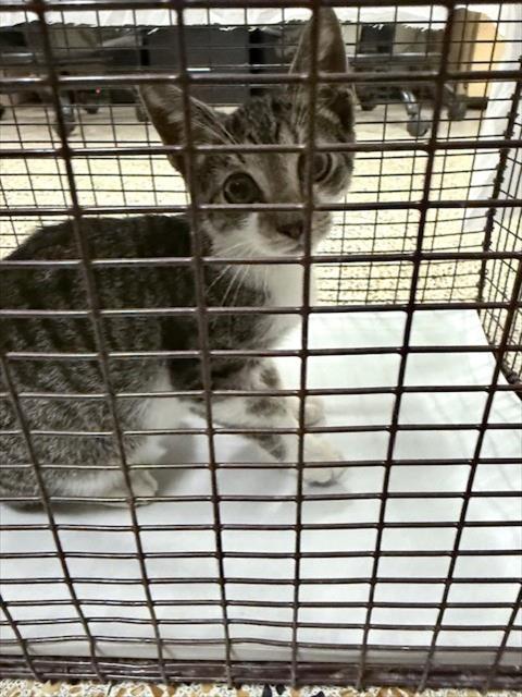 Lemont, Domestic Short Hair (medium coat)