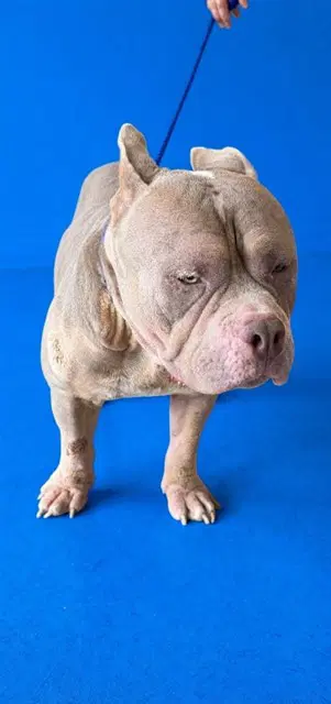 Billy - American Staffordshire Terrier