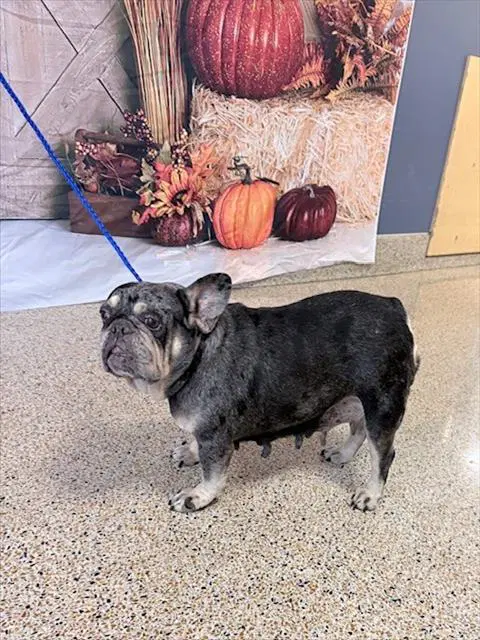 Luna - French Bulldog