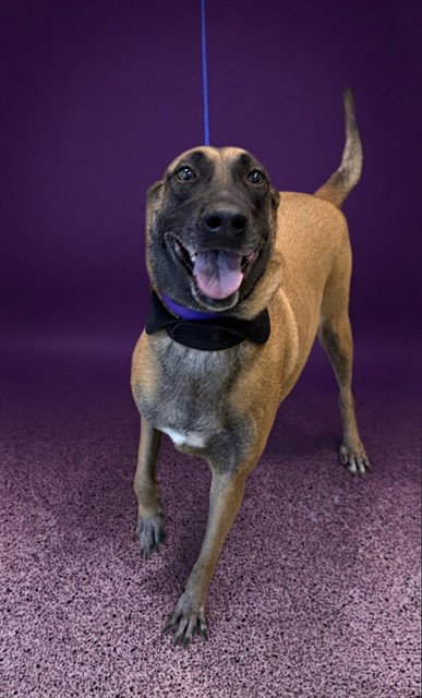 Ruby, Belgian Shepherd Malinois (medium coat)
