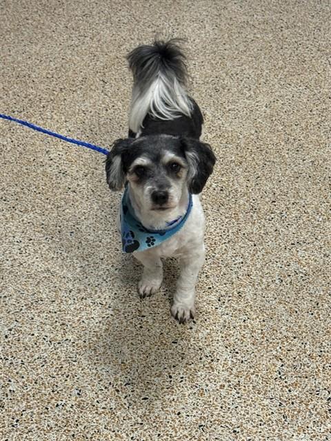 Riley, Havanese (medium coat)