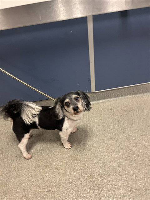 Riley, Havanese (medium coat)