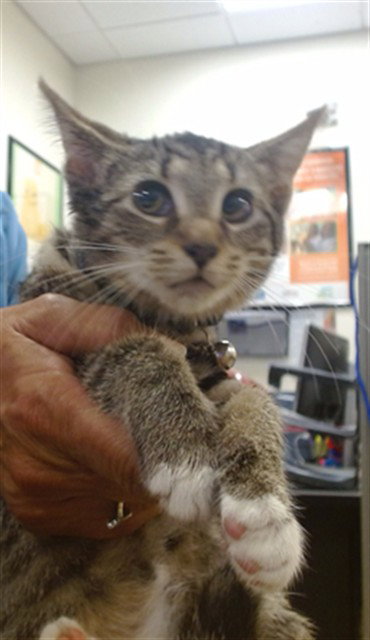 Mandy, Domestic Short Hair (medium coat)