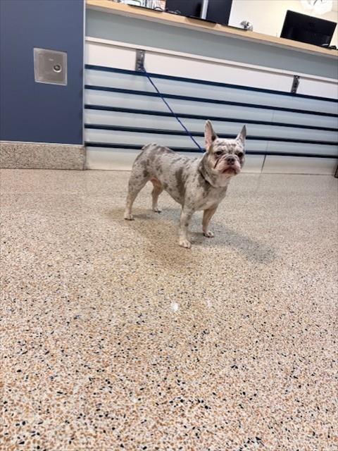 Koi, French Bulldog (medium coat)