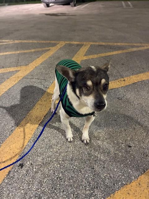 Charlie, Chihuahua (medium coat)