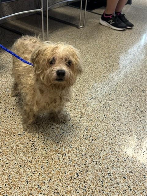 Bernie, Maltese / Mixed (medium coat)