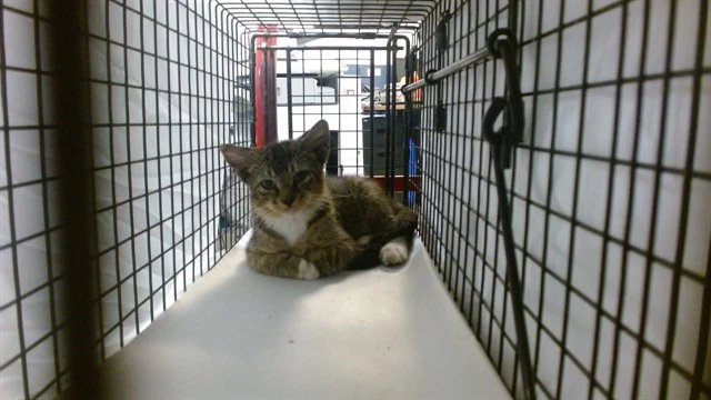 Cat Ripper