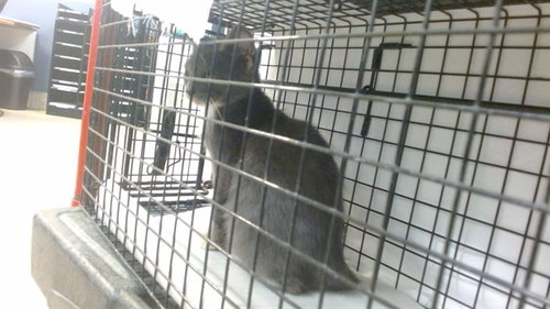 Ted Furry, Domestic Short Hair (medium coat)