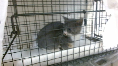 Meow Myers, Domestic Short Hair (medium coat)