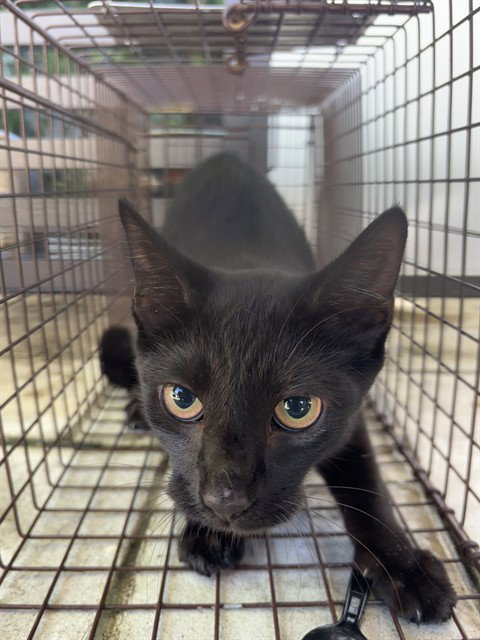Salem, Domestic Short Hair (medium coat)