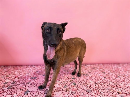 MILLY, a dog for adoption from Miami Dade Animal Services