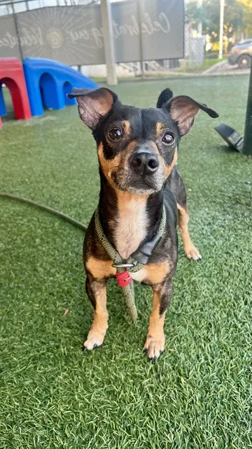 Zippy - Rat Terrier