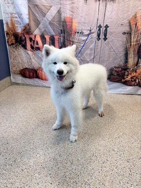 SHADOW, a dog for adoption from Miami Dade Animal Services