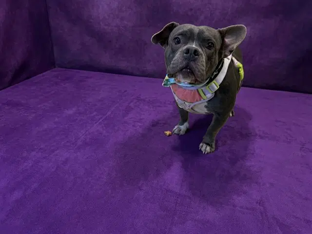 Misty - Bulldog