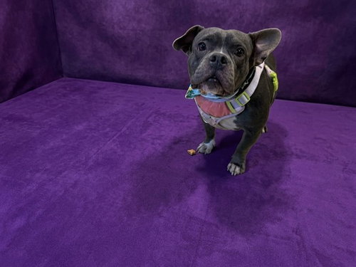 MISTY, a dog for adoption from Miami Dade Animal Services