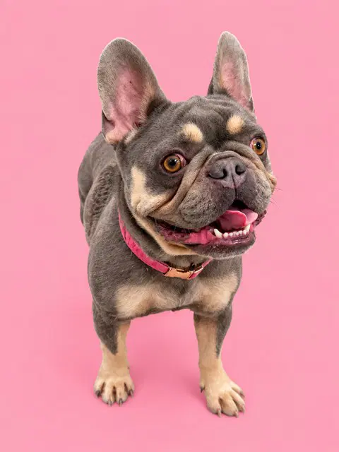 Coco - French Bulldog