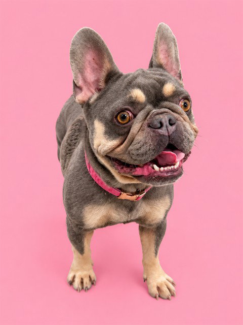 COCO, a dog for adoption from Miami Dade Animal Services