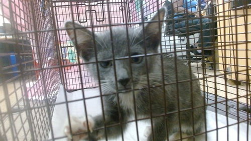 ARIEL, a cat for adoption from Miami Dade Animal Services