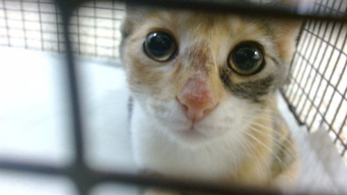 BUBBLES, a cat for adoption from Miami Dade Animal Services