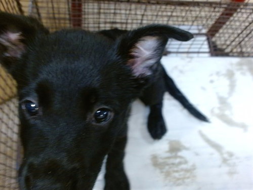 LAYLA, a dog for adoption from Miami Dade Animal Services