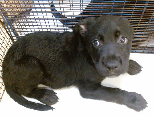 DIESEL, a dog for adoption from Miami Dade Animal Services