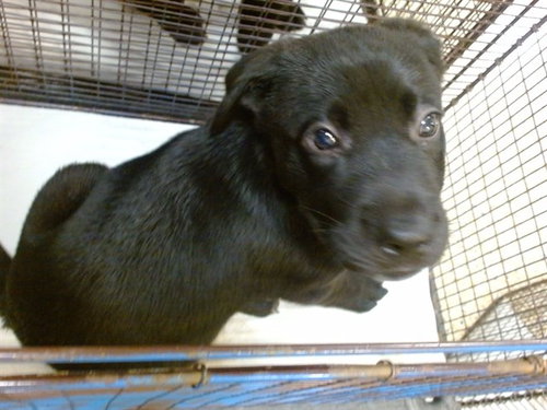 BUDDY, a dog for adoption from Miami Dade Animal Services