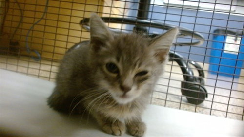 NEMESIS, a cat for adoption from Miami Dade Animal Services