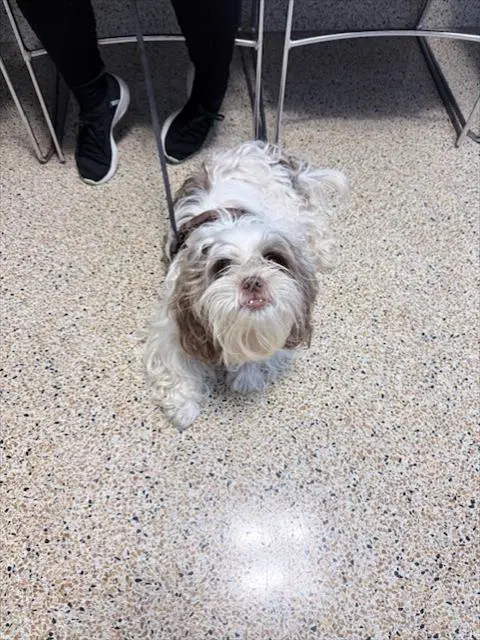 Bruno - Shih Tzu