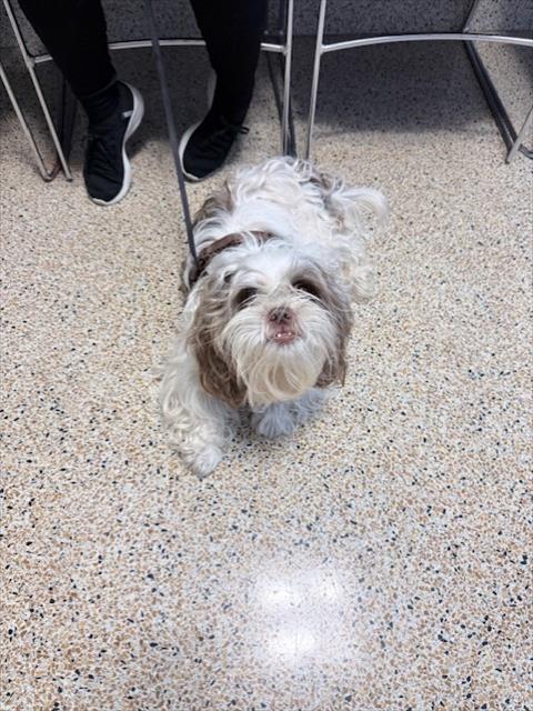 BRUNO, a dog for adoption from Miami Dade Animal Services