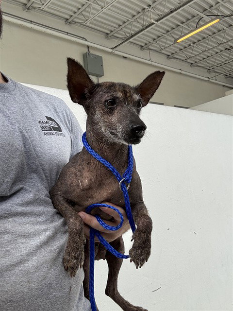 LUNA, a dog for adoption from Miami Dade Animal Services