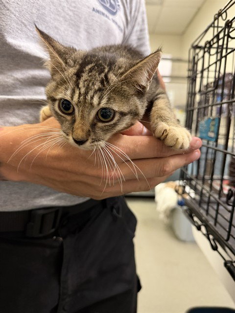 ARTHUR, a cat for adoption from Miami Dade Animal Services