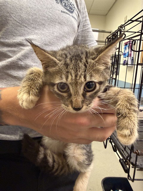 BUNNY, a cat for adoption from Miami Dade Animal Services