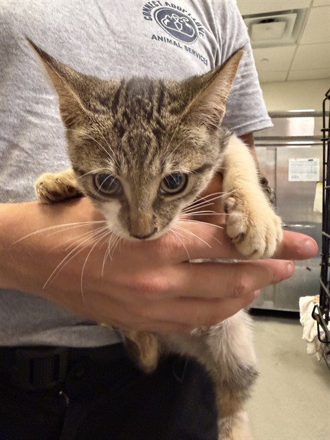 CHRIS, a cat for adoption from Miami Dade Animal Services
