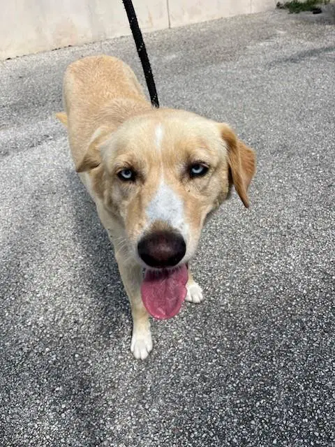 Avi - Labrador Retriever