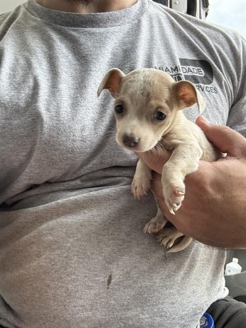 BAILEY, a dog for adoption from Miami Dade Animal Services