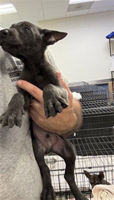 ABIGAIL, a dog for adoption from Miami Dade Animal Services