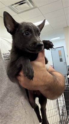 SOFIA, a dog for adoption from Miami Dade Animal Services